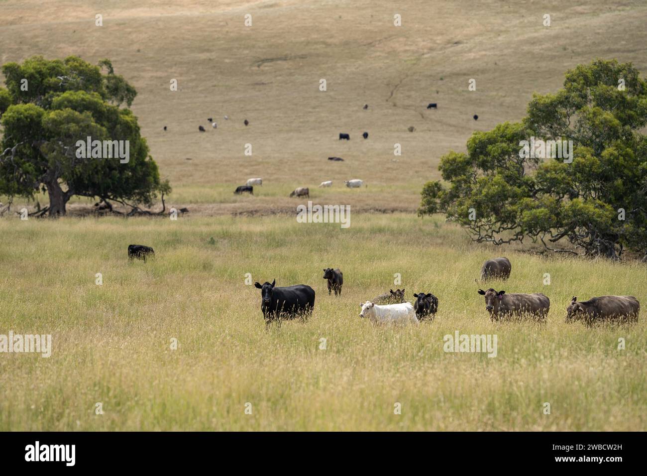herd of cows on a farm in summer on a dry hot day in long grass Stock ...