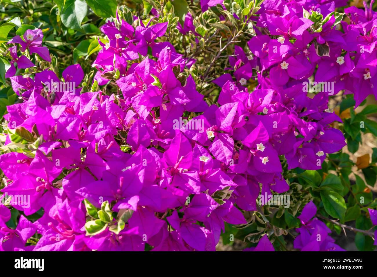Bougainvillea is a popular tropical flowering plant in the garden. Stock Photo