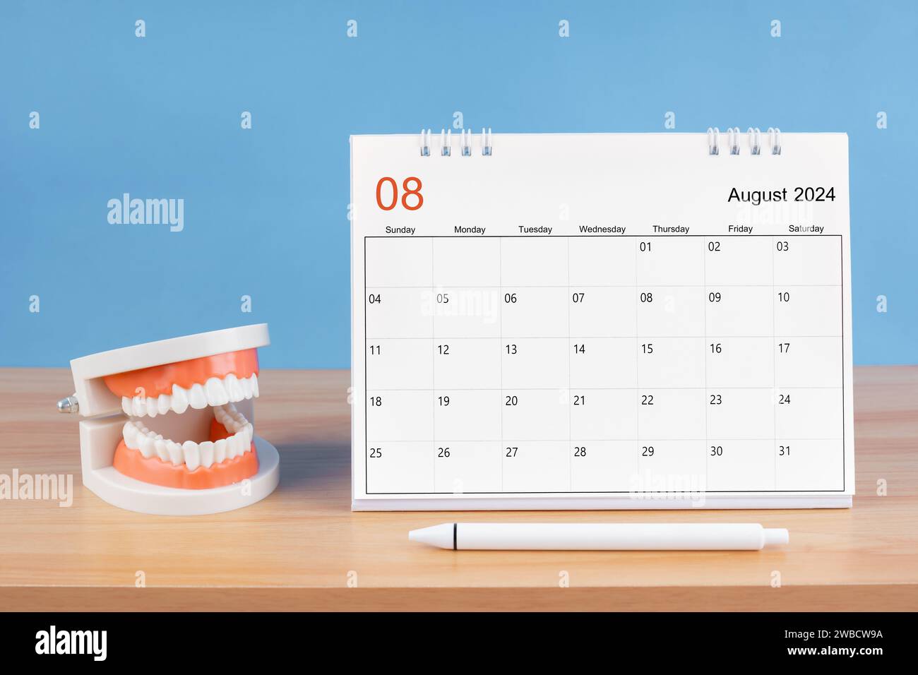 August monthly desk calendar for 2024 year and model dentures on the