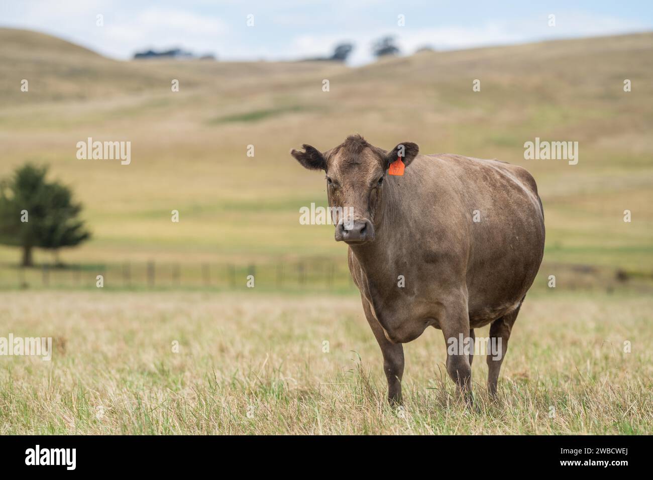 cow portrait in a field on a farm Stock Photo - Alamy