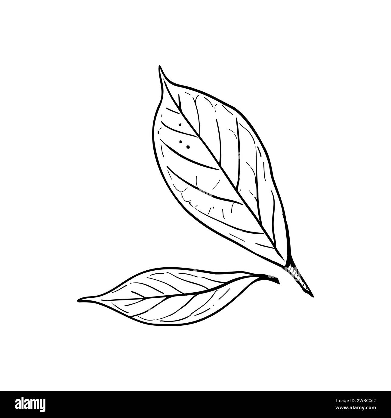 Avocado leaves vector illustration. Persea tree leaf. Black outline graphic drawing. Tropical foliage ink contour. Black line silhouette Stock Vector