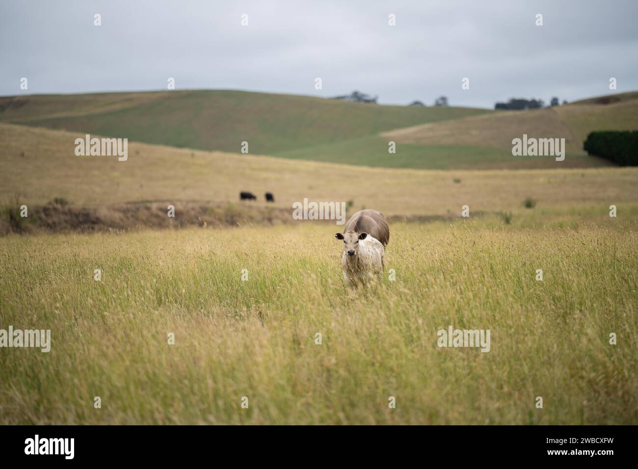 Cows in a field, Stud Beef bulls, cow and cattle grazing on grass in a field, in Australia. breeds include speckle park, murray grey, angus, brangus a Stock Photo