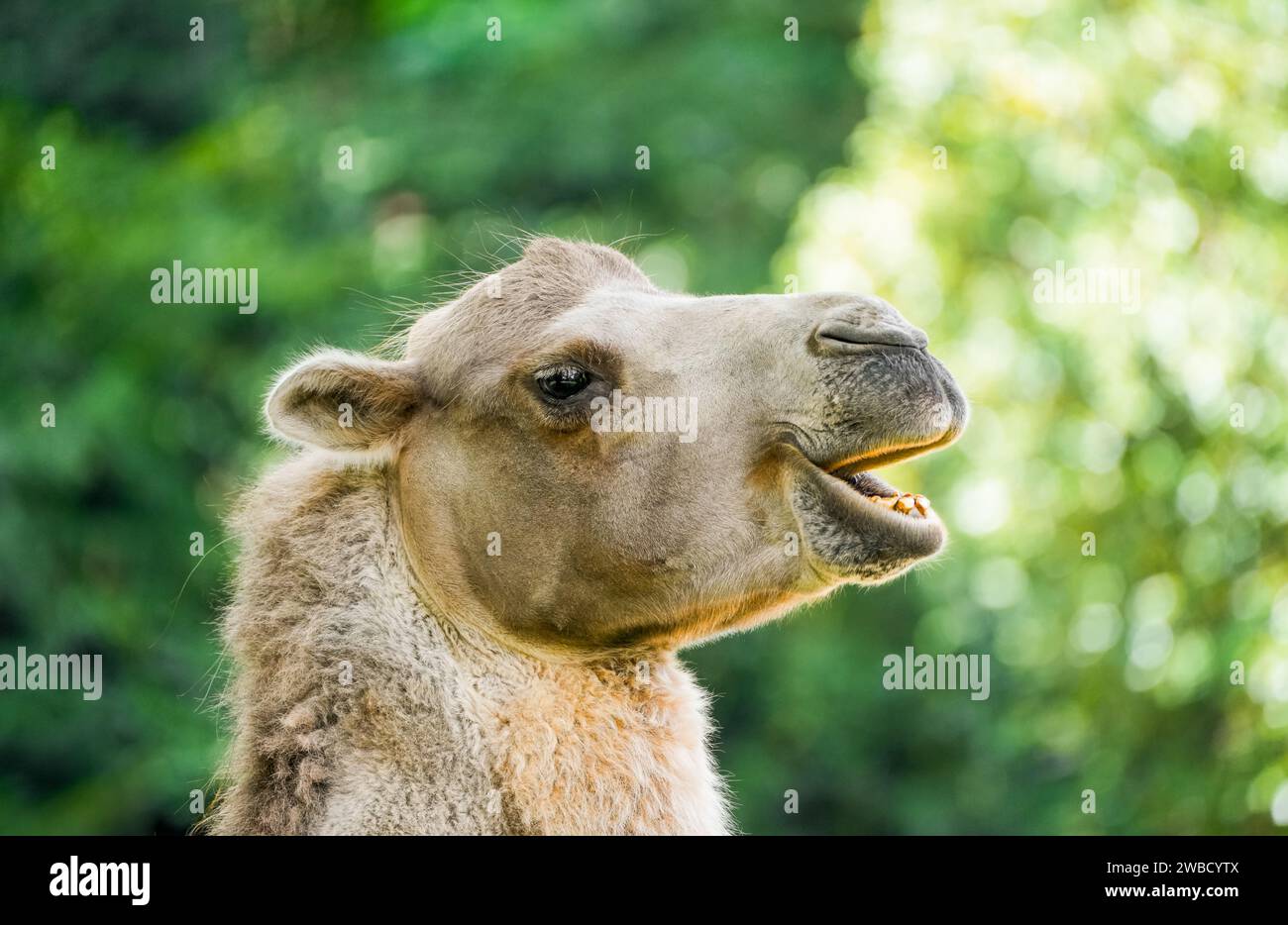 Camel bactrian animal mammal hi-res stock photography and images - Alamy