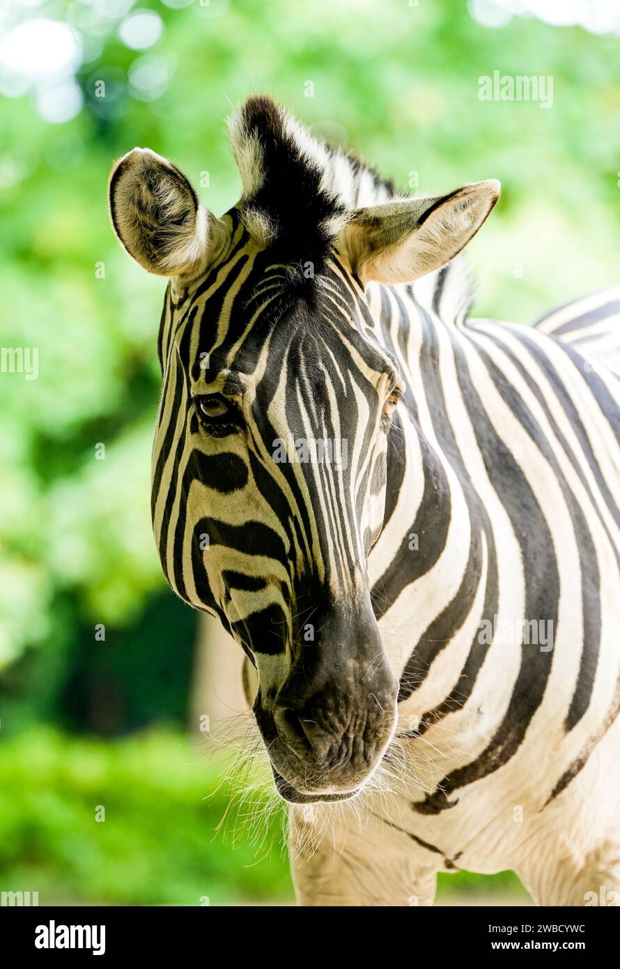 Zebra Front Side Zebra Front Profile