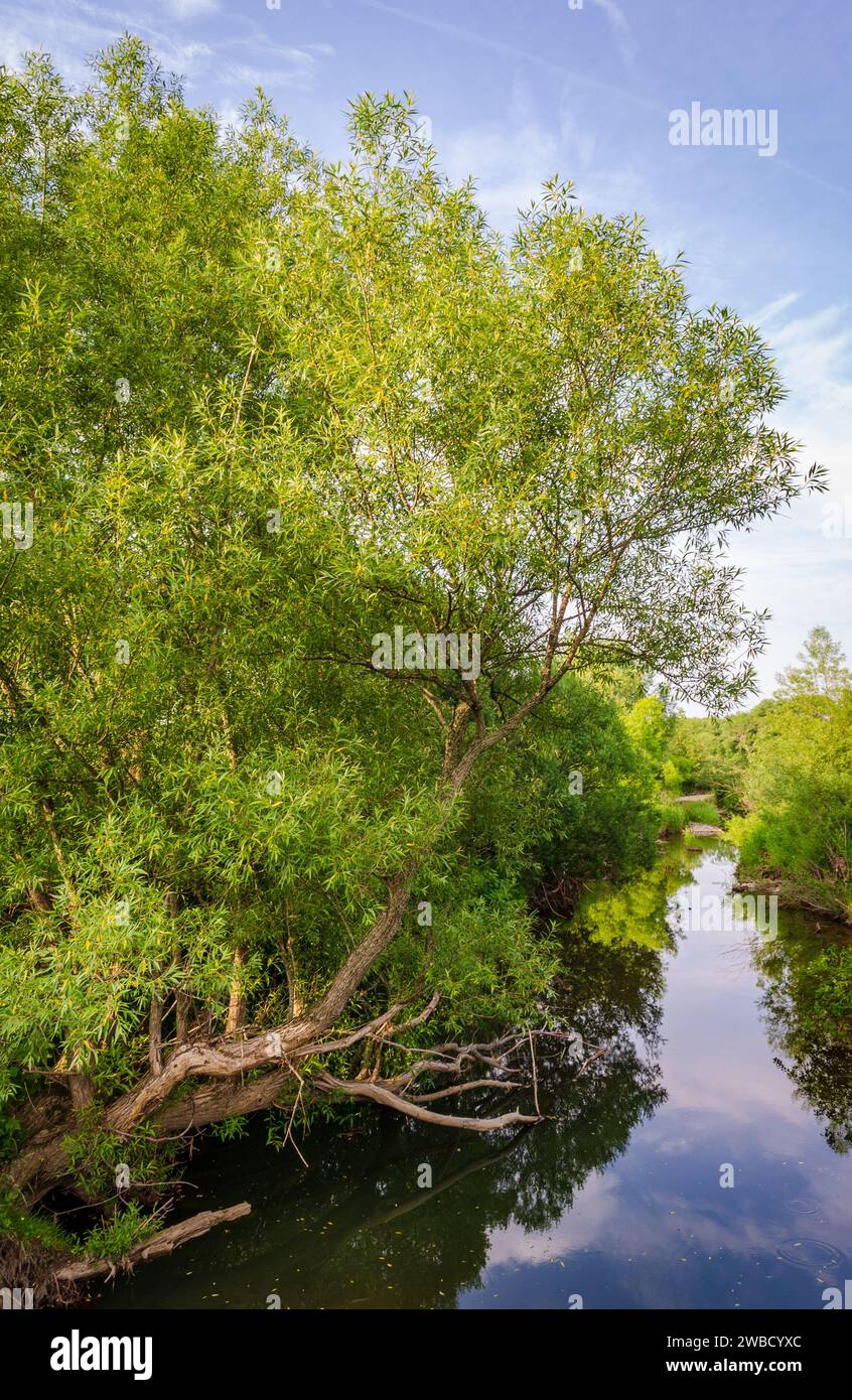 Conewango Creek in Sugar Grove, Pennsylvania, USA Stock Photo Alamy