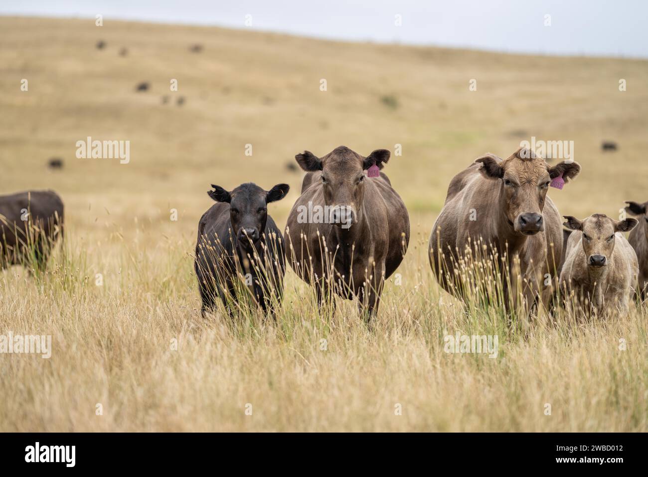 New zealand angus beef cow hi-res stock photography and images - Alamy