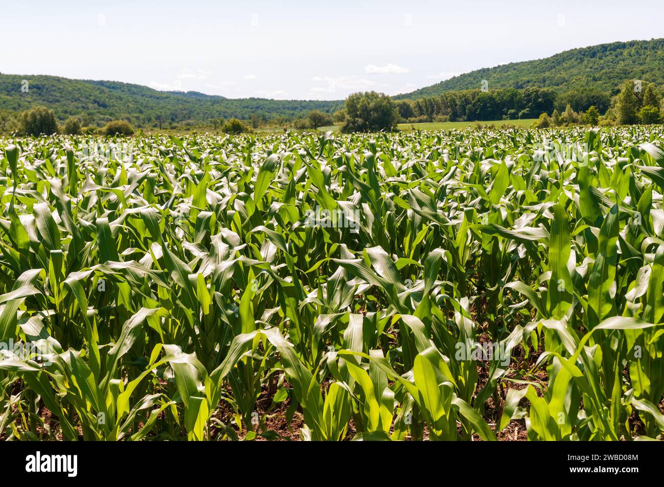 Corn Field in Sugar Grove, Pennsylvania Stock Photo Alamy