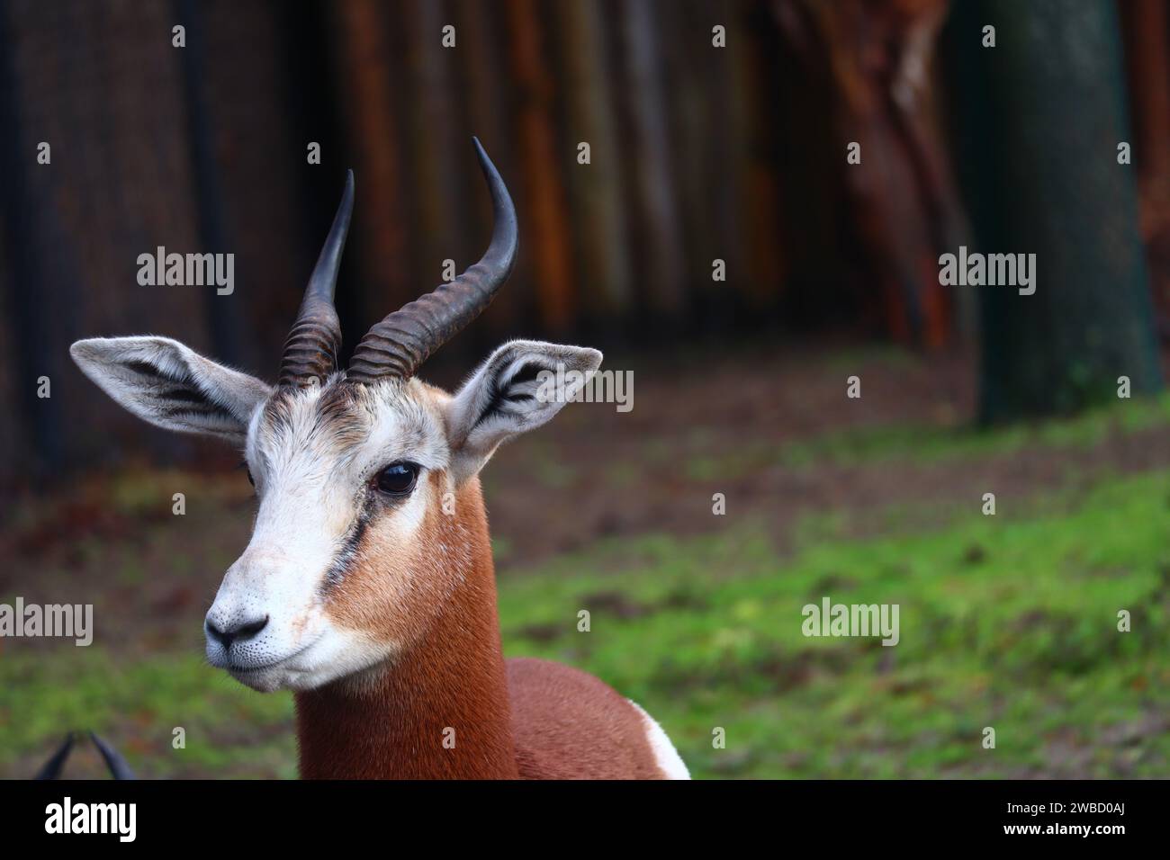 The Nanger dama, african gazelle lives in Africa in the Sahara desert and the Sahel, portrait close up shoot Stock Photo