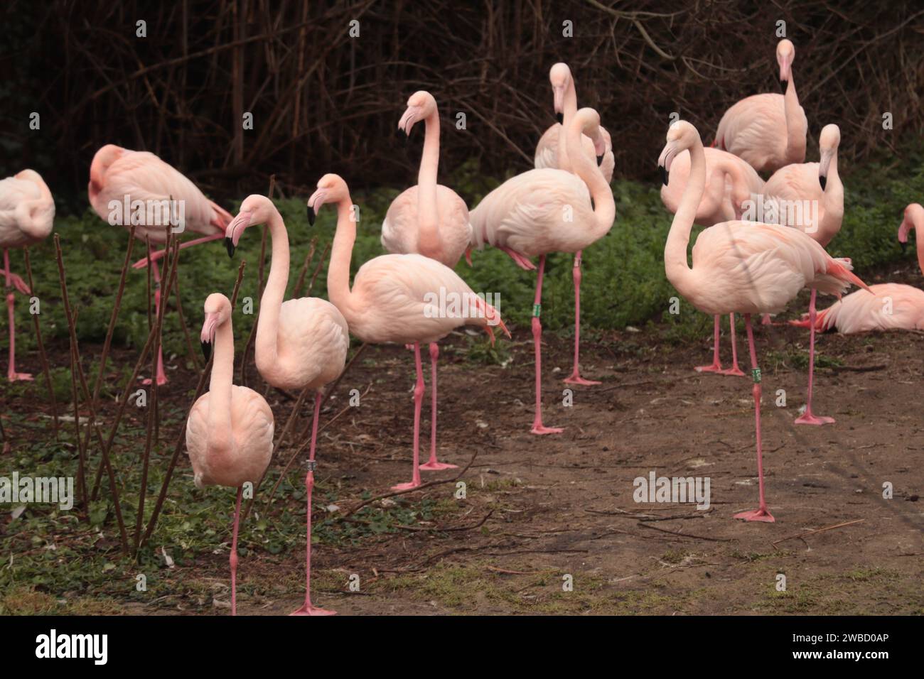 group of american pink flamingo birds, type of wading bird in the