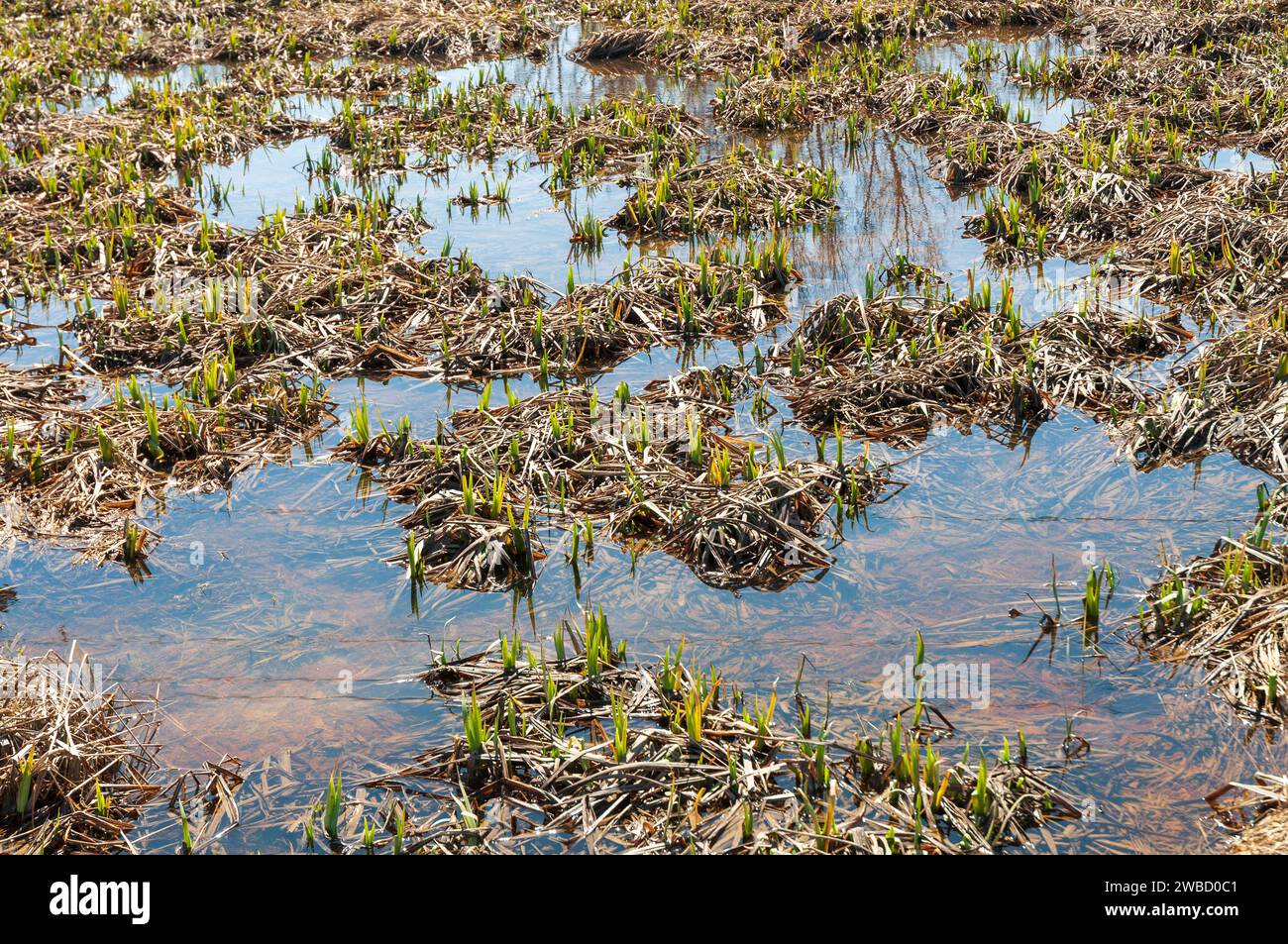 Conewango Creek in Sugar Grove, Pennsylvania, USA Stock Photo Alamy