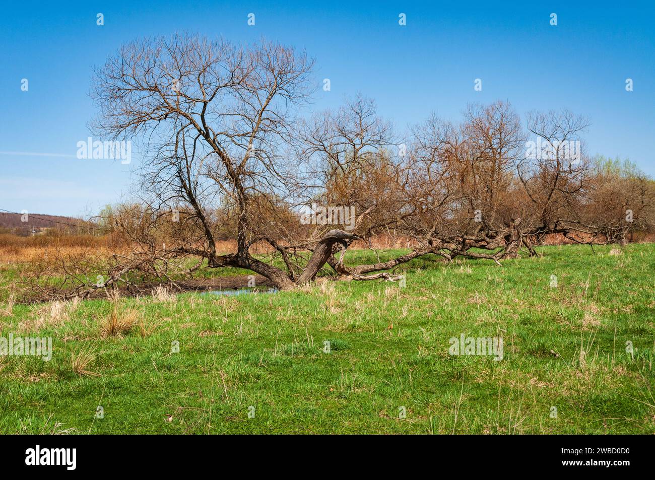 Conewango Creek in Sugar Grove, Pennsylvania, USA Stock Photo Alamy