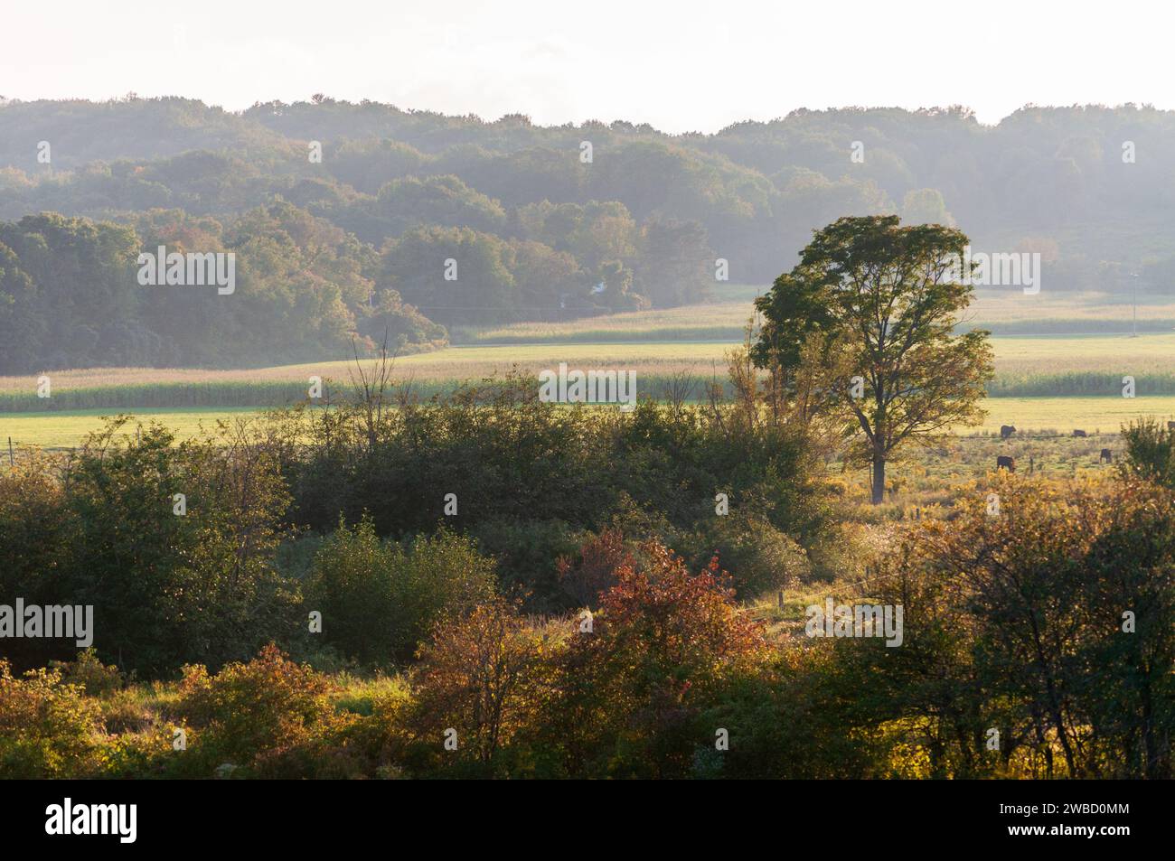 Landscape View of Trees in Sugar Grove, Pennsylvania, USA Stock Photo