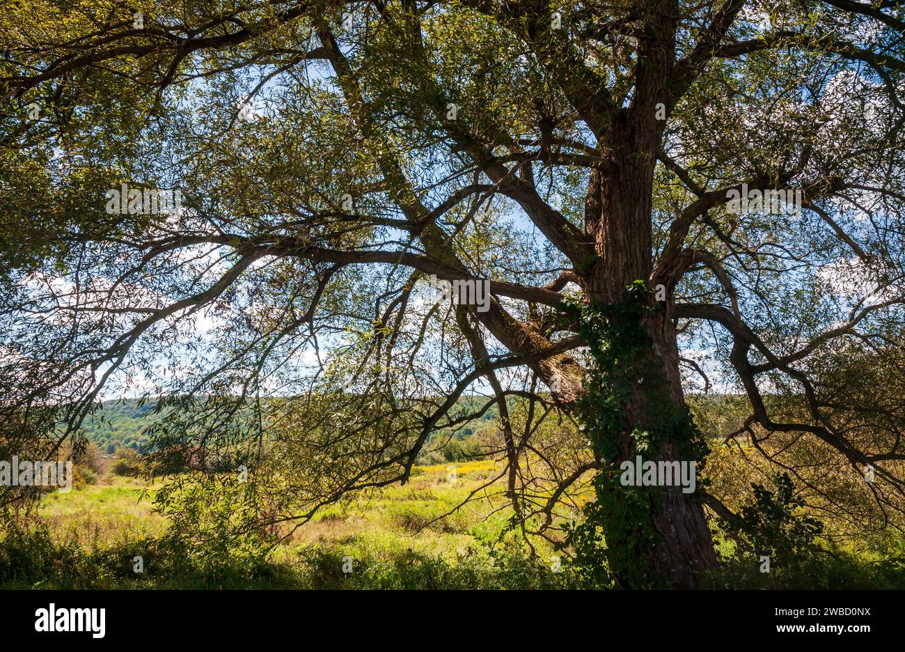 Landscape View of Trees in Sugar Grove, Pennsylvania, USA Stock Photo Alamy