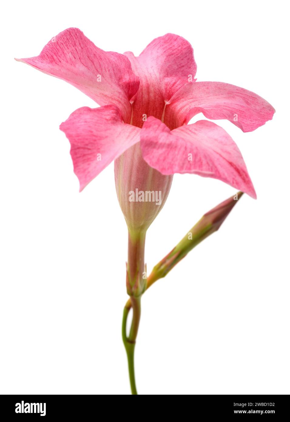 Pink mandevilla flower isolated on white background Stock Photo Alamy
