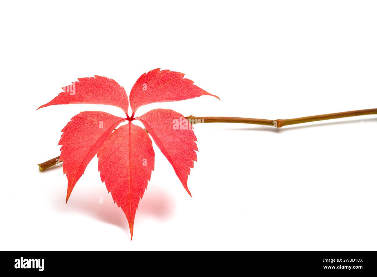 Red Virginia creeper leaf isolated on white background Stock Photo