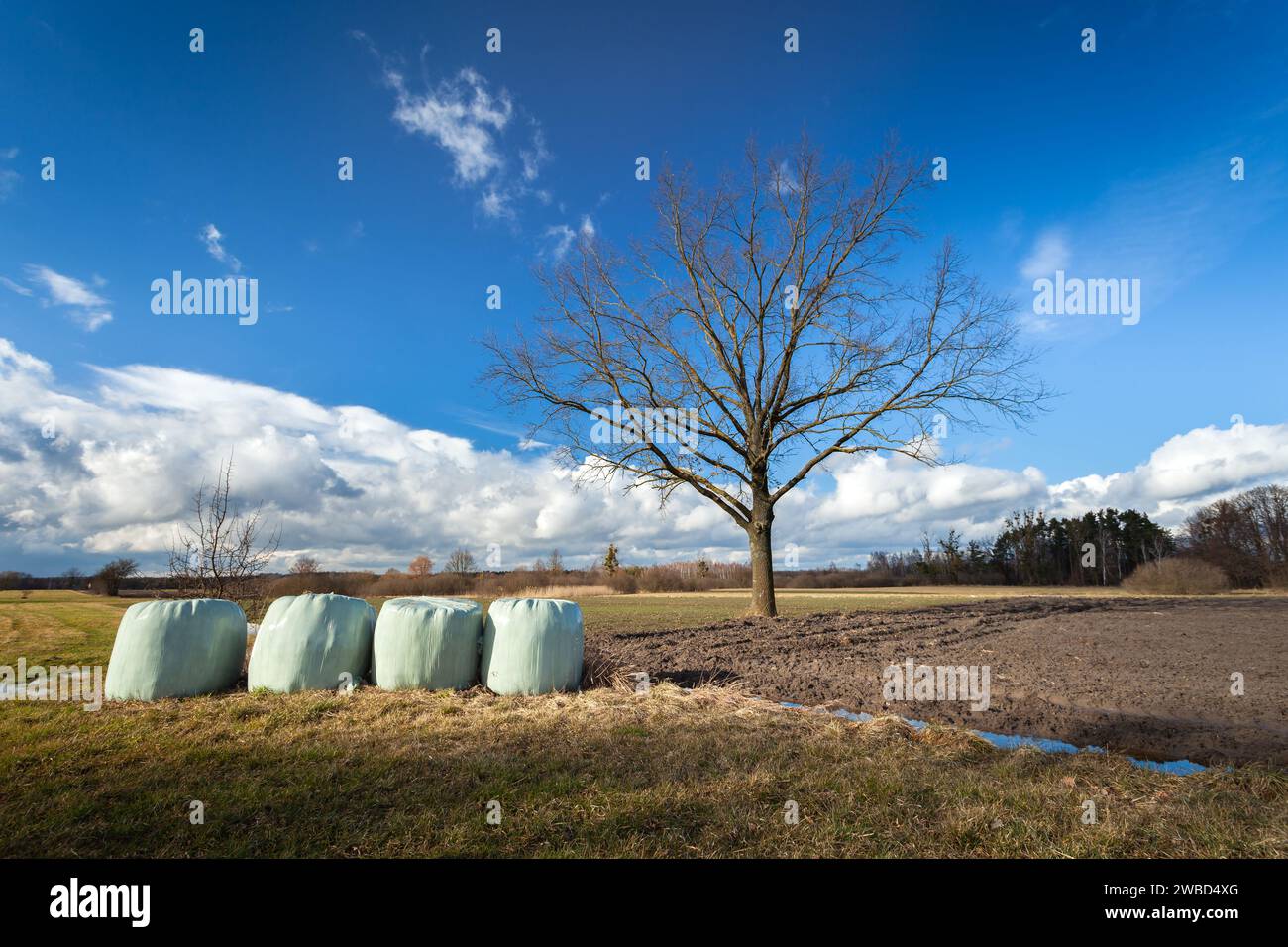 Bales of silage lying in a meadow and an oak tree without leaves growing next to a plowed field, Nowiny in eastern Poland Stock Photo