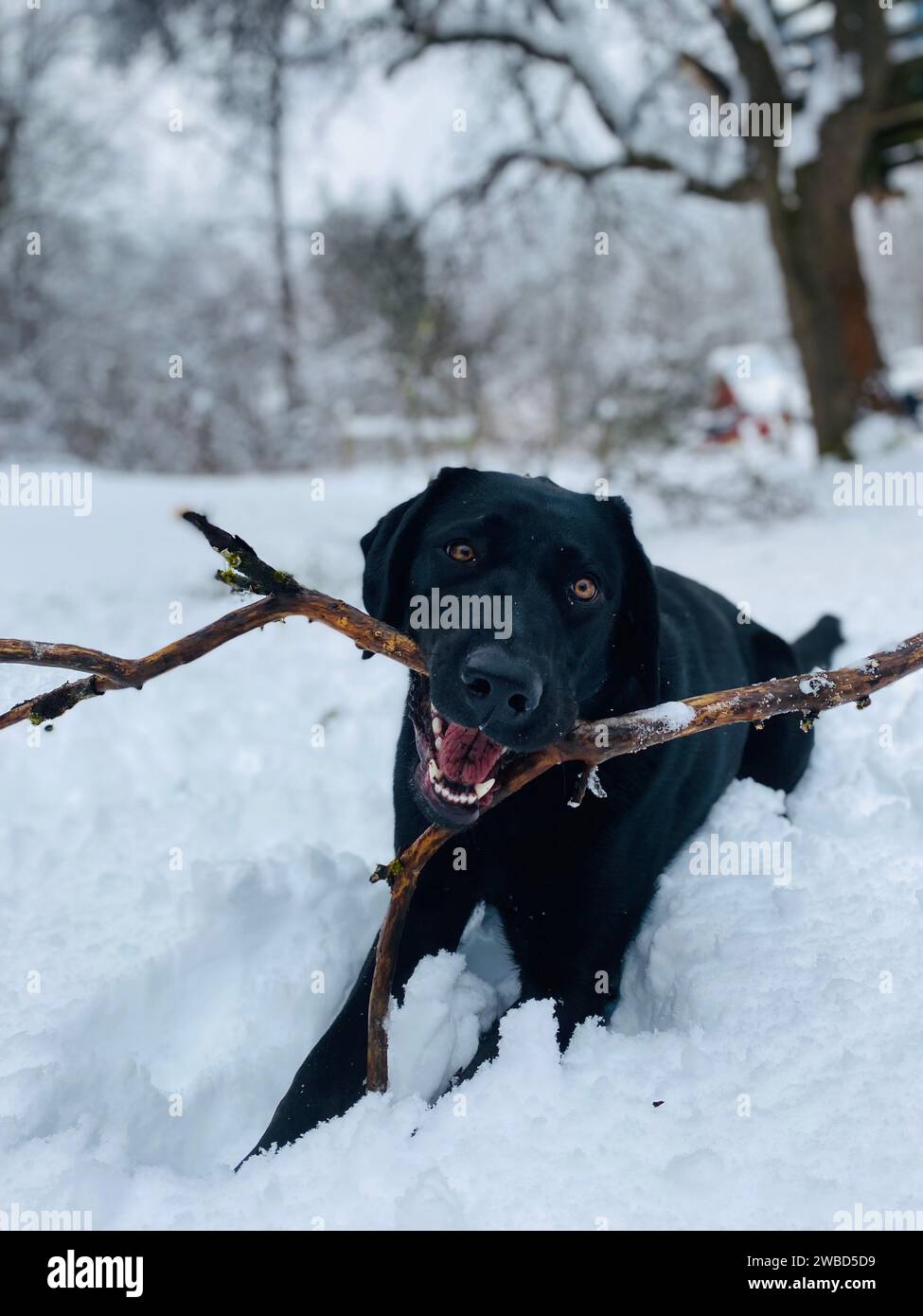 An adorable black dog enjoying a wintery landscape, happily chewing on a stick, lying in the snow Stock Photo