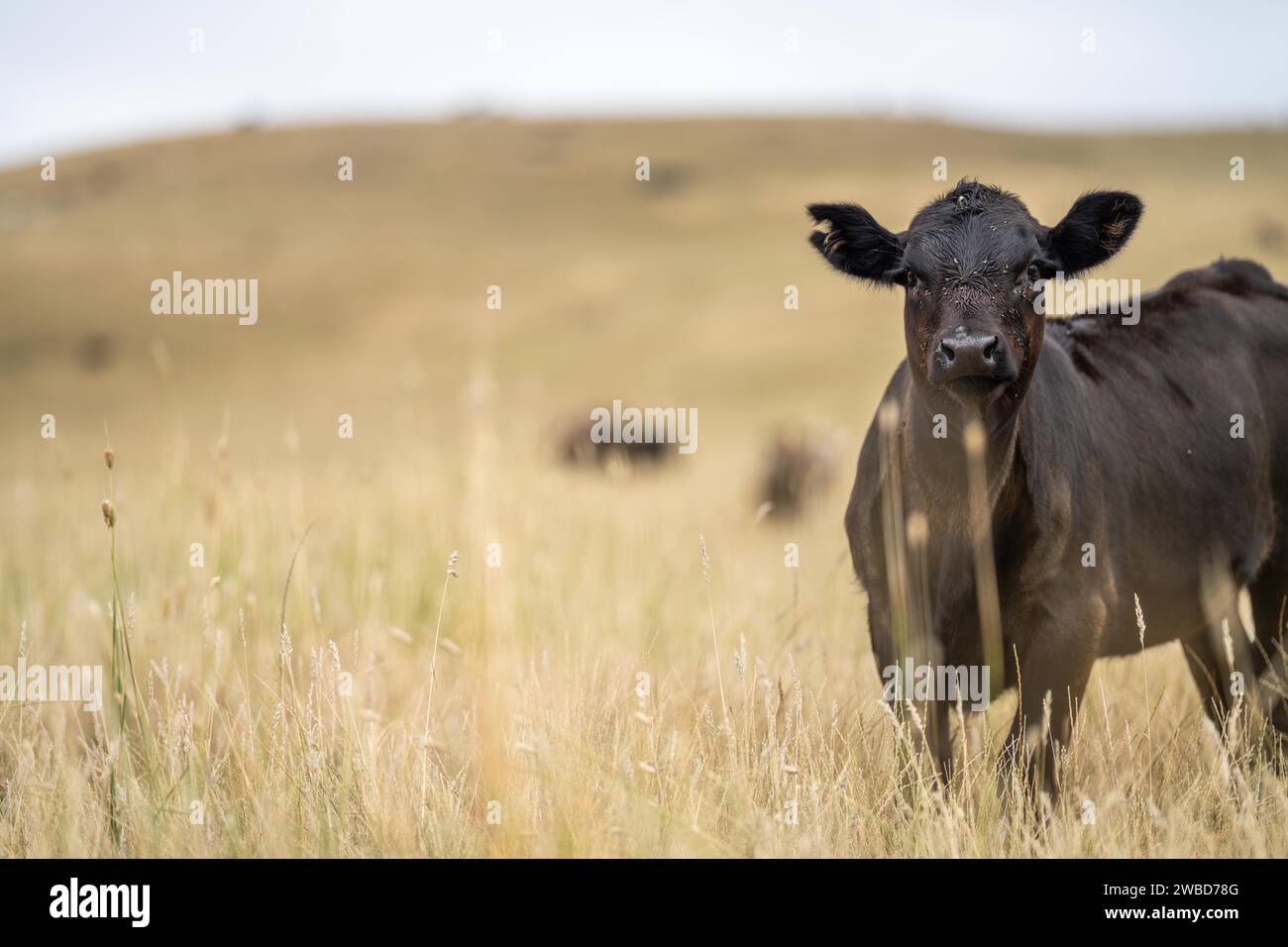 New zealand angus beef cow hi-res stock photography and images - Alamy