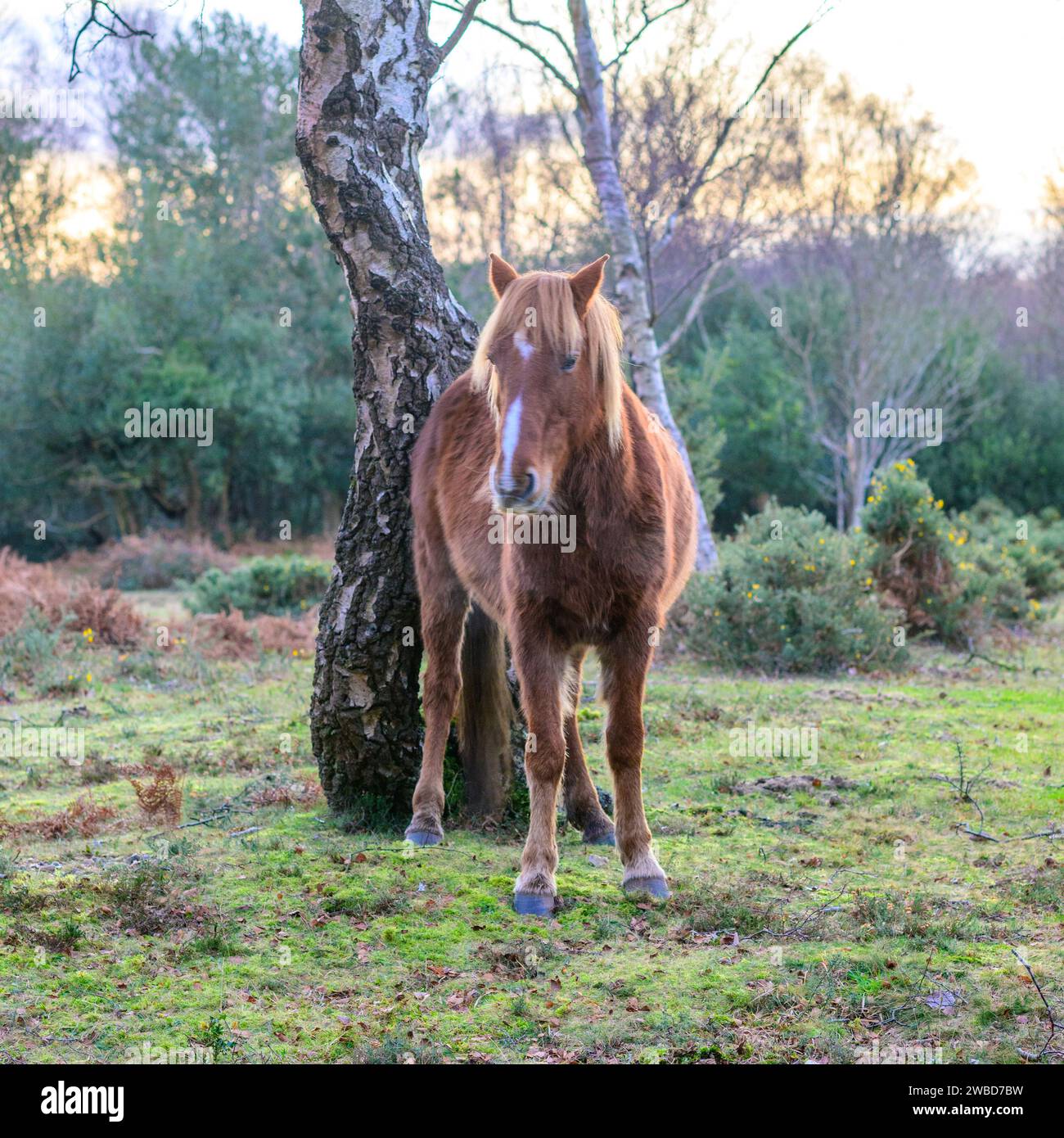 Bramshaw, New Forest, Hampshire, UK, 10th January 2024: Weather. New Forest pony grazing, scratching its back on a tree on a cold morning with an icy breeze adding a wind chill factor in the south of England. The mid-winter cold snap is expected to continue. Credit: Paul Biggins/Alamy Live News Stock Photo
