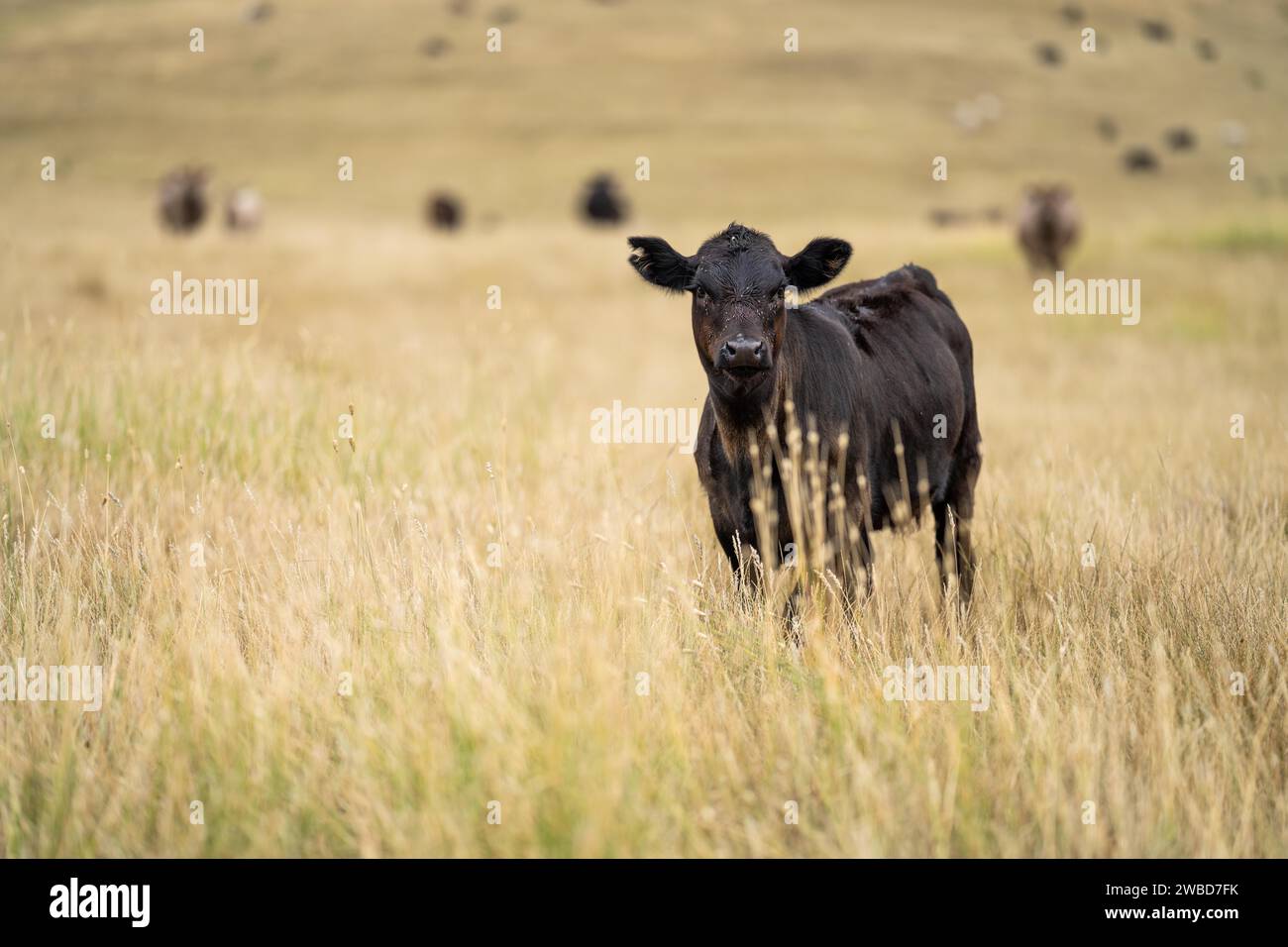 Cows in a field, Stud Beef bulls, cow and cattle grazing on grass in a field, in Australia. breeds include speckle park, murray grey, angus, brangus a Stock Photo