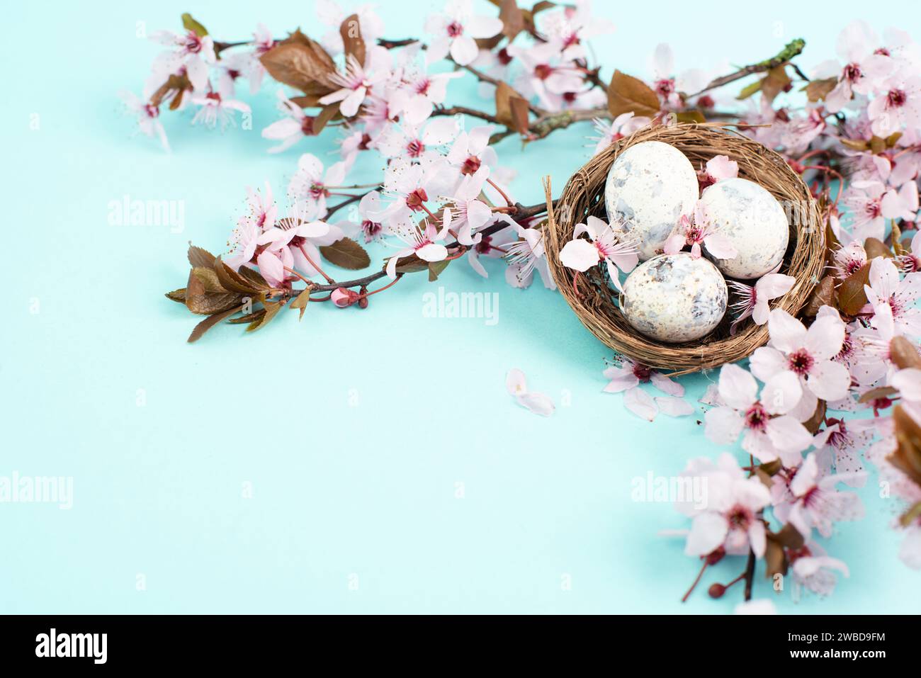 Colored easter eggs in a wicker nest, pink cherry blossom, holiday ...