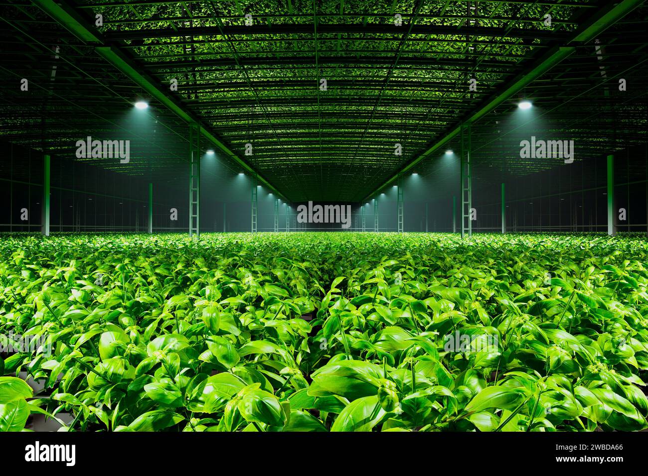 Robust basil plants thrive in a controlled, advanced hydroponic system within an indoor greenhouse, utilizing eco-friendly LED lighting for efficient Stock Photo
