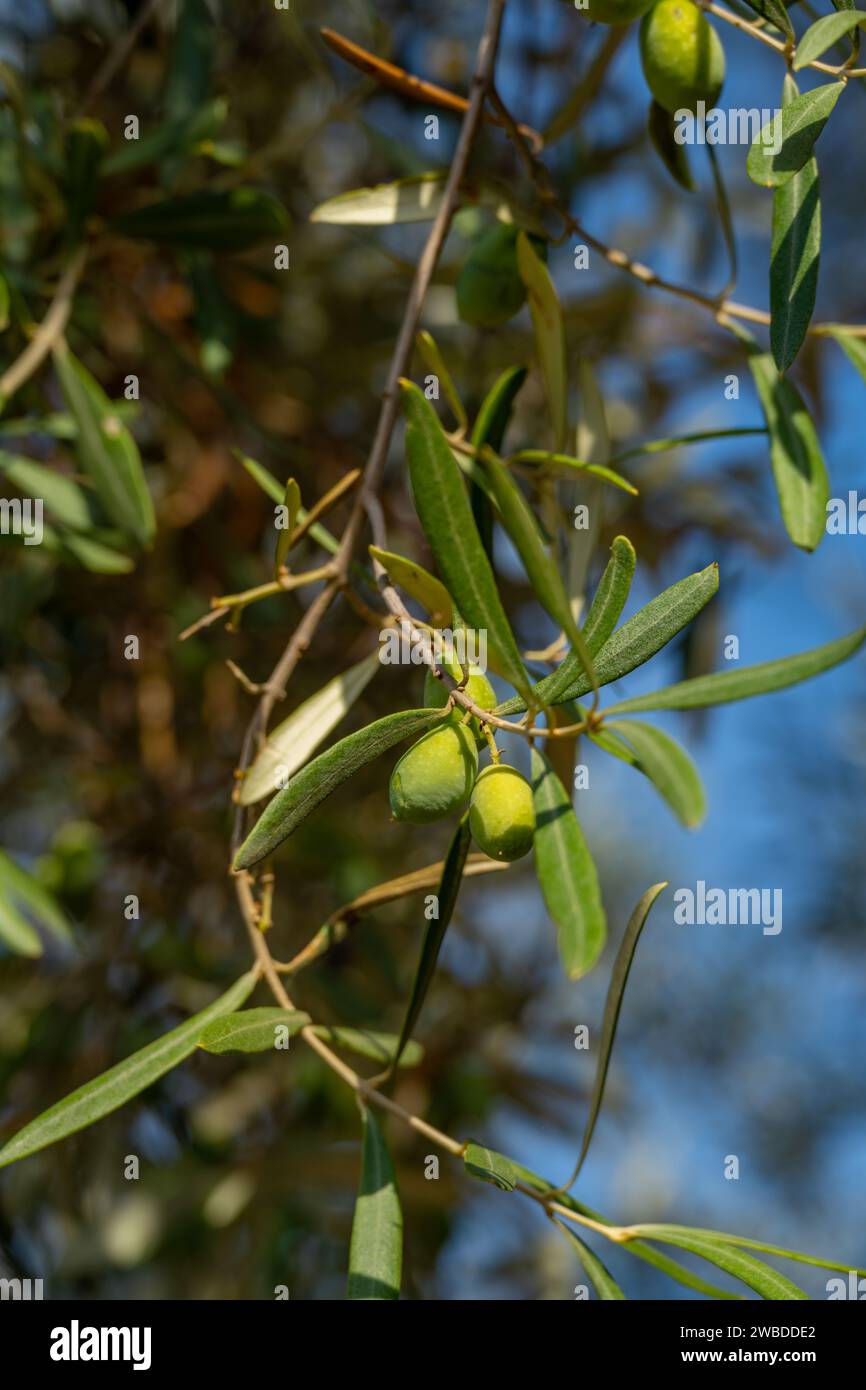 Old olive trees growing on the island of Meganisi Greece Stock Photo