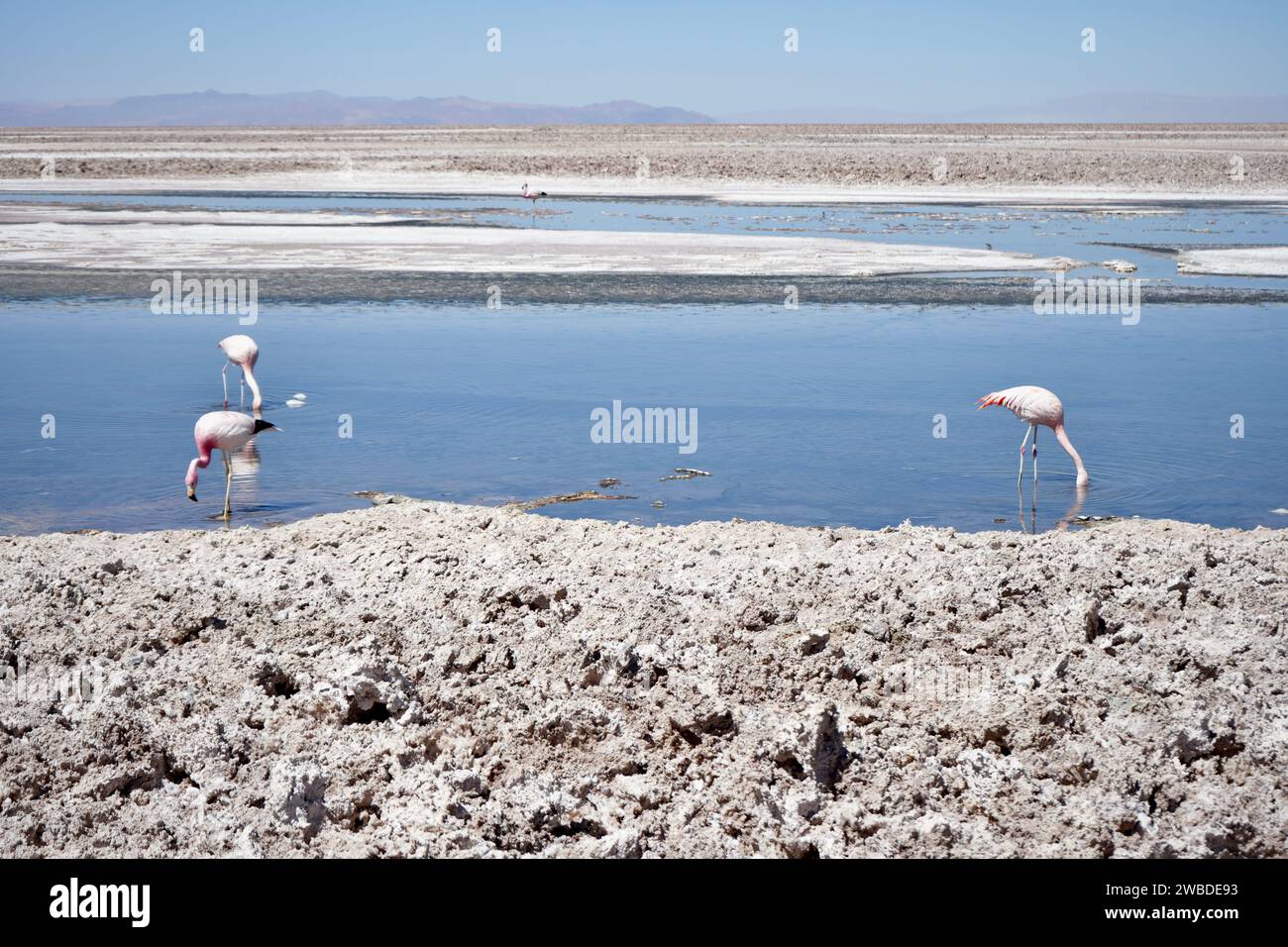 Flamingoes in the water at Los Flamencos National Reserve, Chile Stock ...