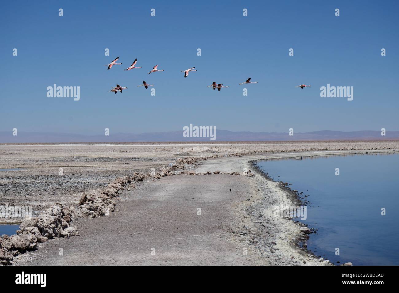 Flying flamingos over lake hi-res stock photography and images - Alamy