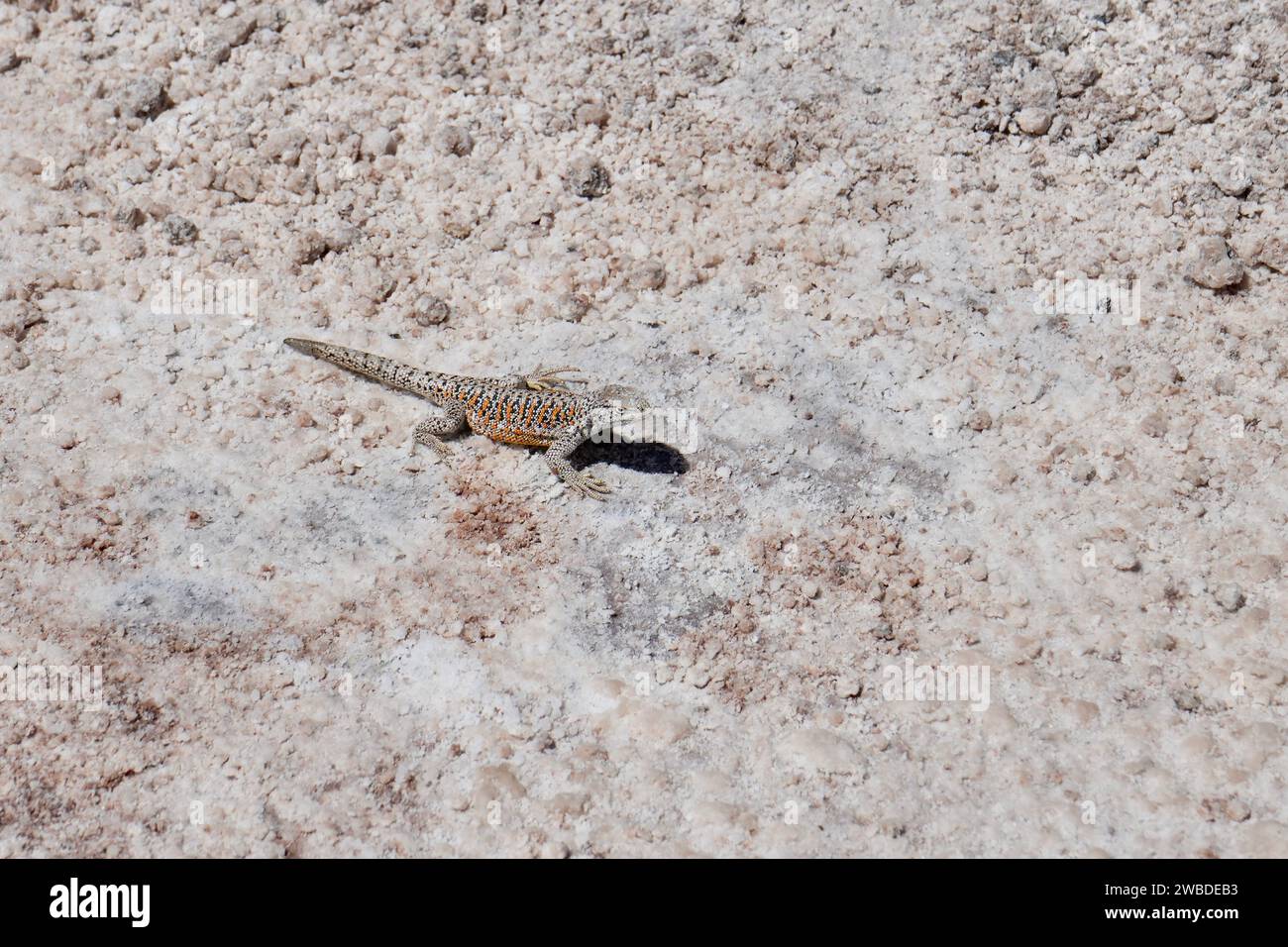 Fabians Lizard (Liolaemus Fabiani) on salt flats at Los Flamencos