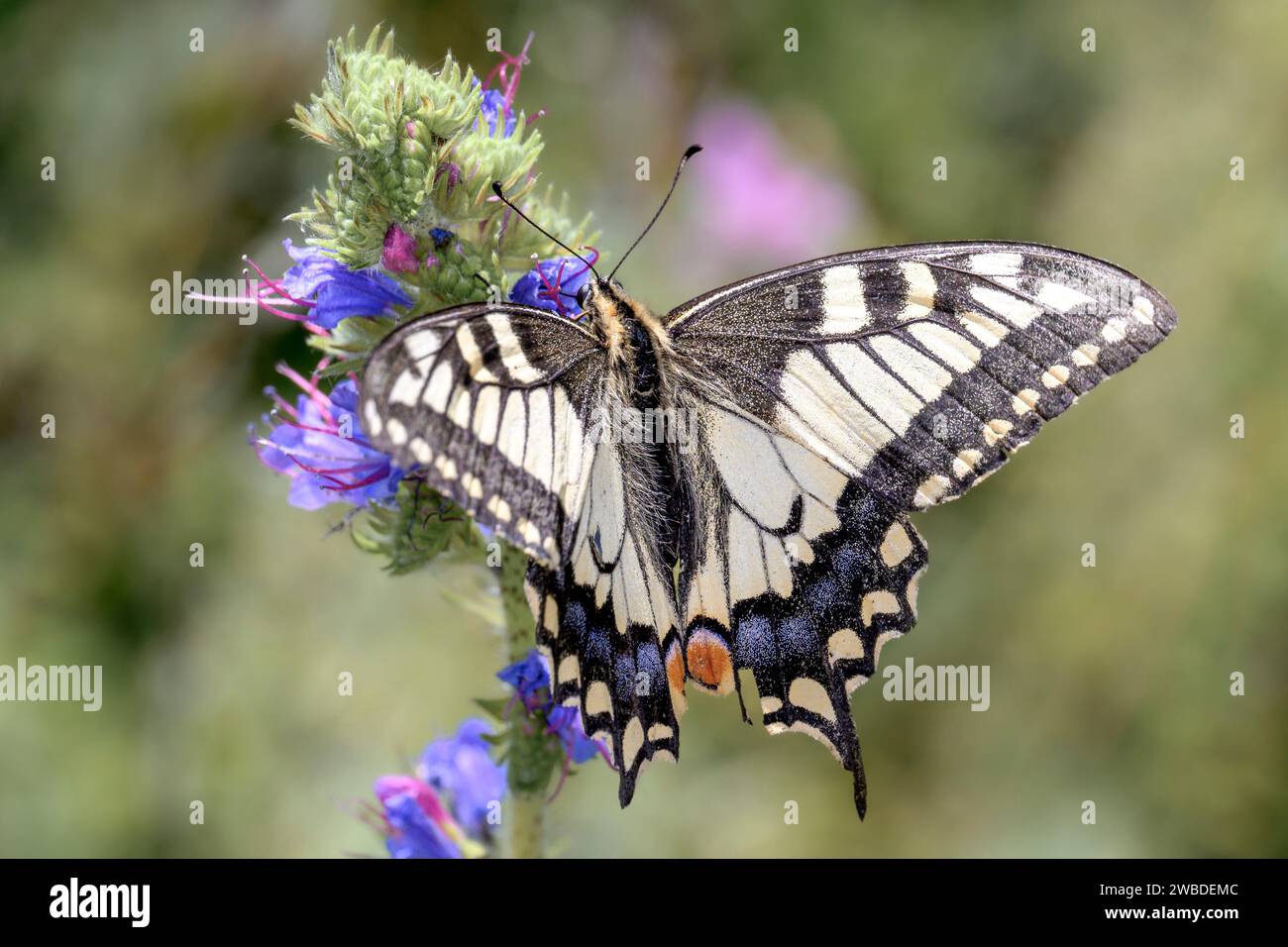 Common yellow swallowtail or old world swallowtail - Papilio machaon - resting on a blossom of viper's bugloss or blueweed - Echium vulgare Stock Photo