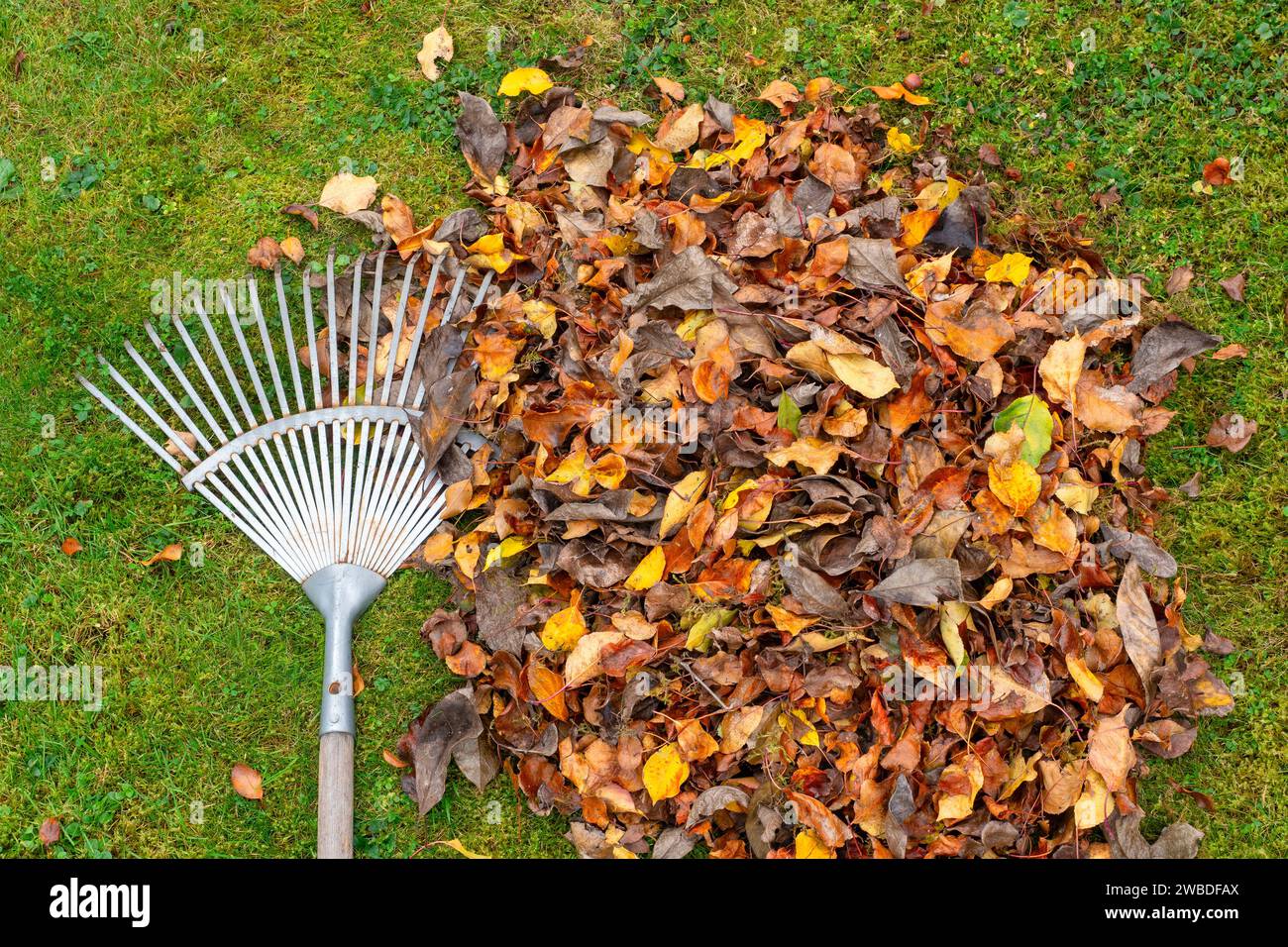 Heap of raked leaves and rake on green grass, garden works and cleaning in autumn. Top down view from above. Stock Photo