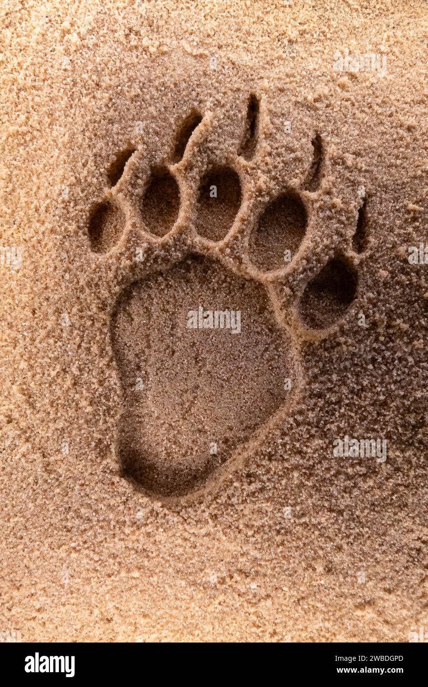 Bear footprints.. Stock Photo