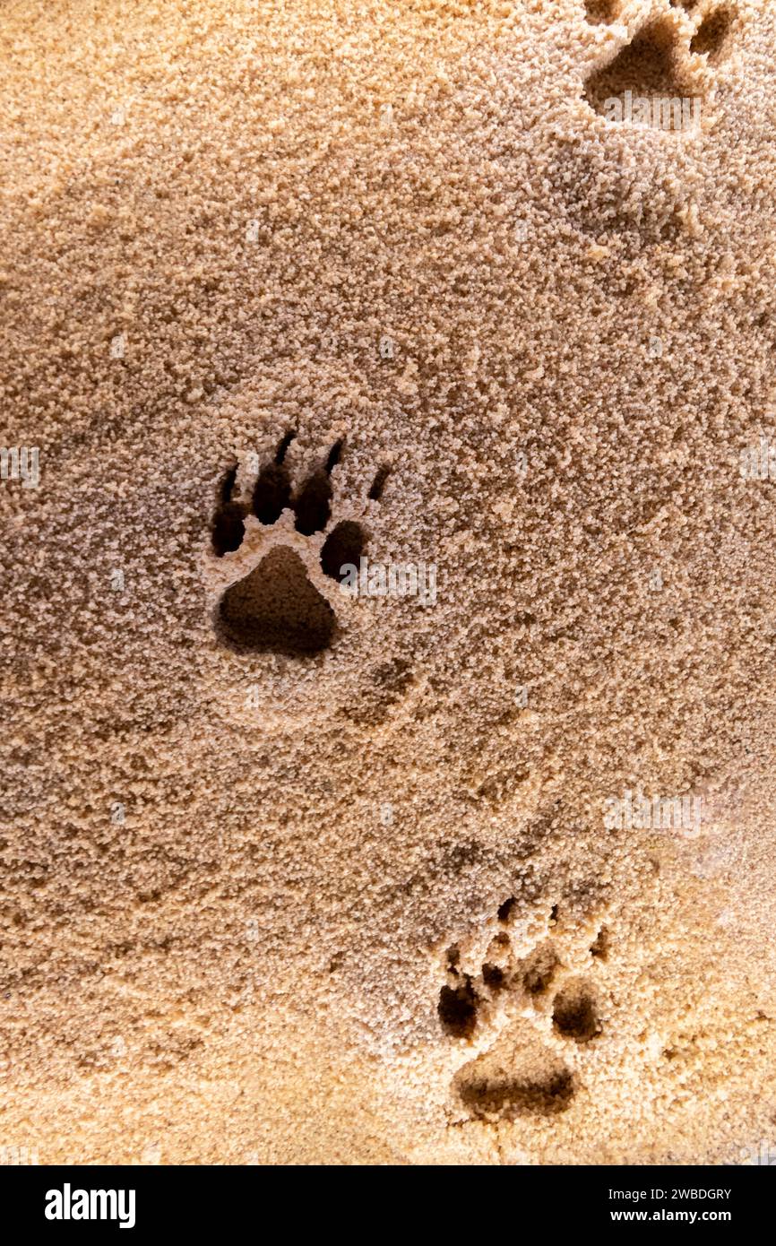 Bear footprints.. Stock Photo
