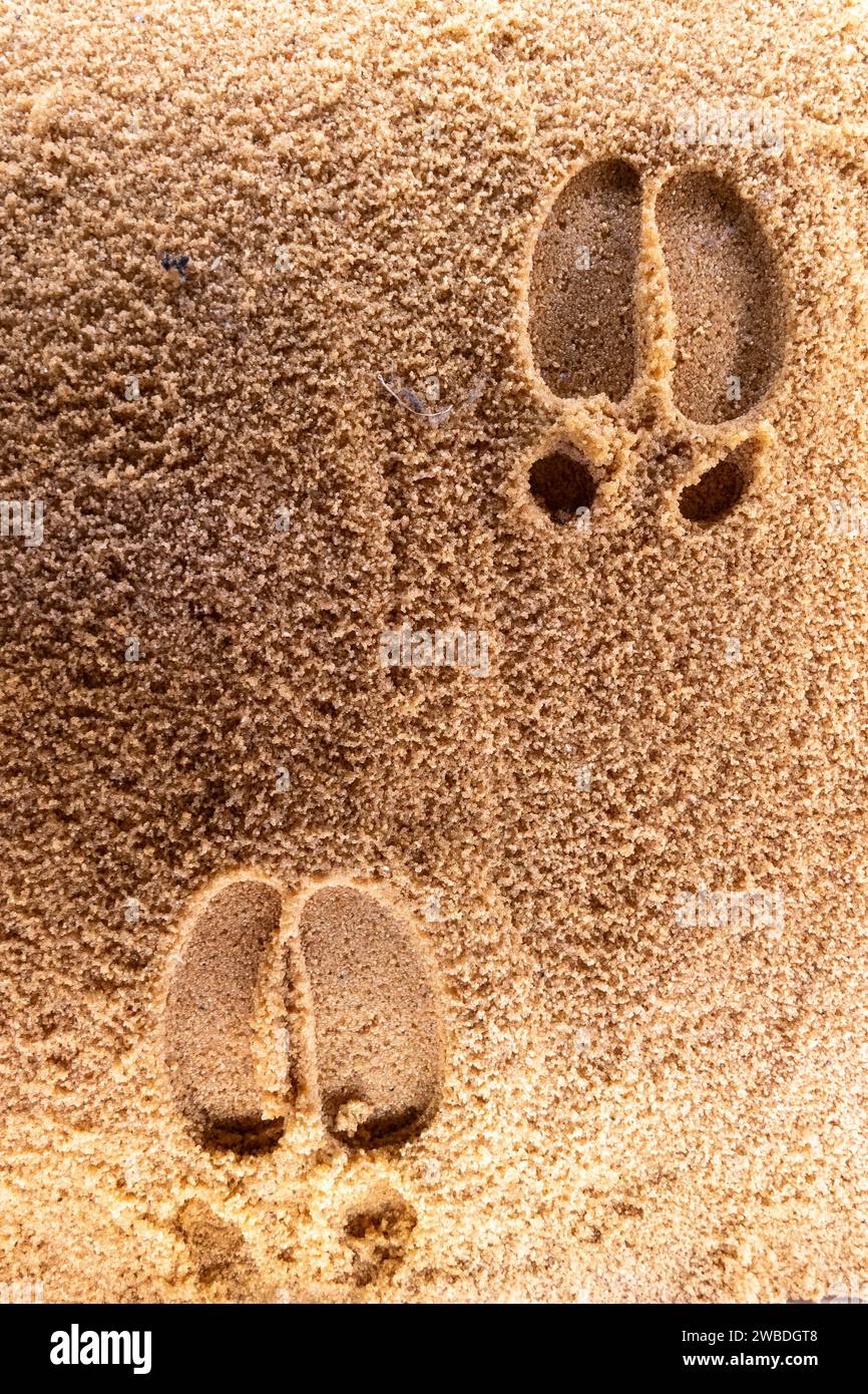 Camel footprints.. Stock Photo