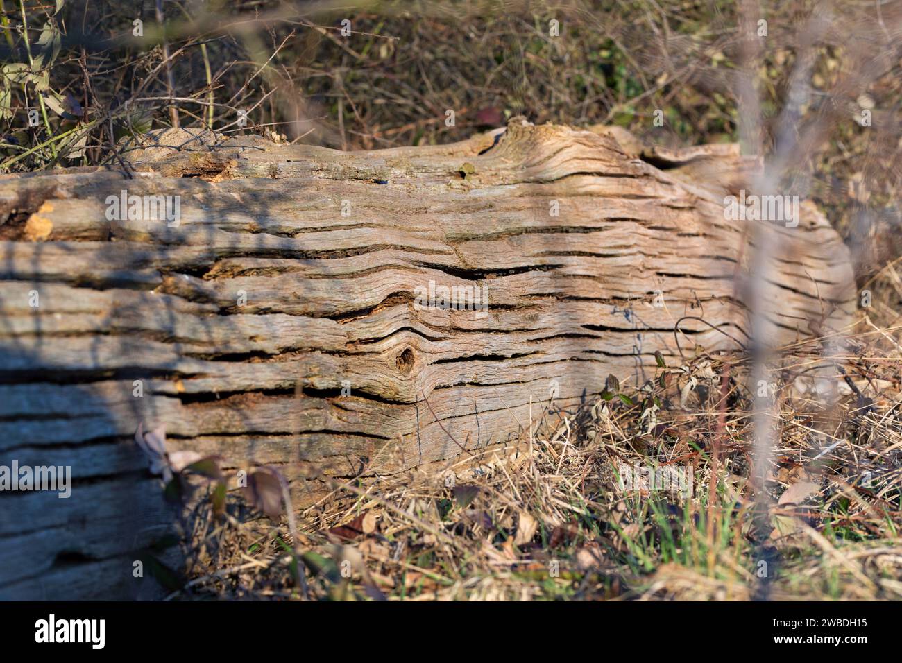 Baumrinde verwittert im Wald Stock Photo