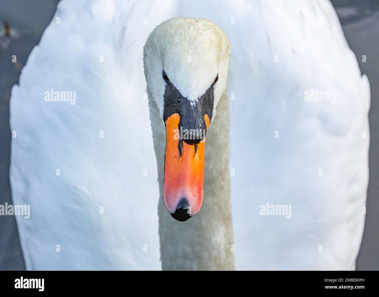 A close up of a male mute swan (cygnus olor). There are water droplets on the head, and the orange bill contrasts with the white feathers. Stock Photo