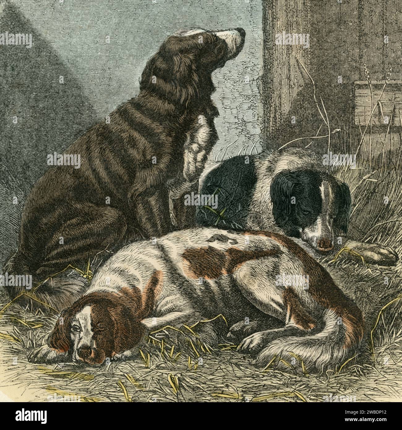 Sportsman’s Dogs.  Square detail of coloured engraving from the 1866 edition of Cassell’s Popular Natural History, published by Cassell, Petter and Galpin. Stock Photo