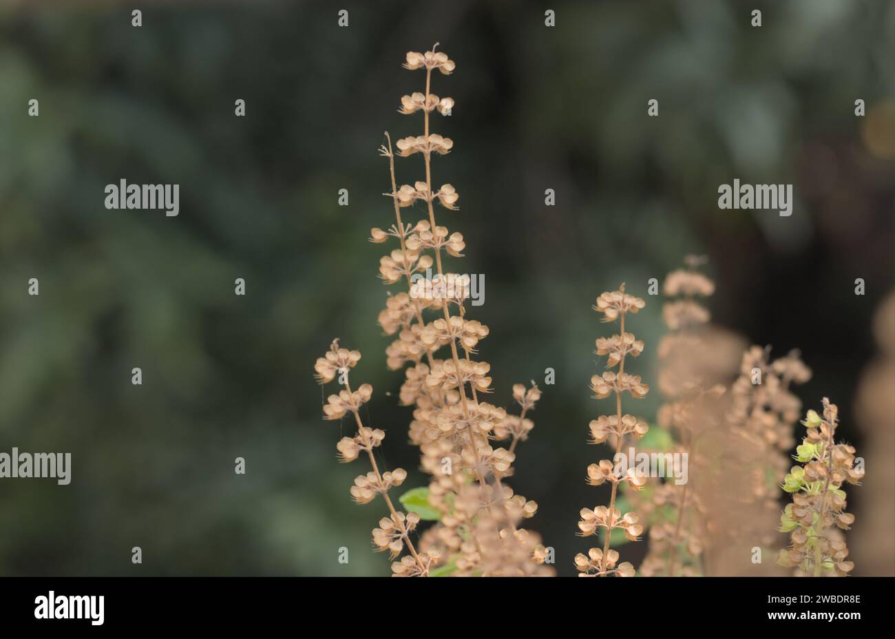 Holy Basil or Tulsi, medicinal holy plant of India Stock Photo Alamy
