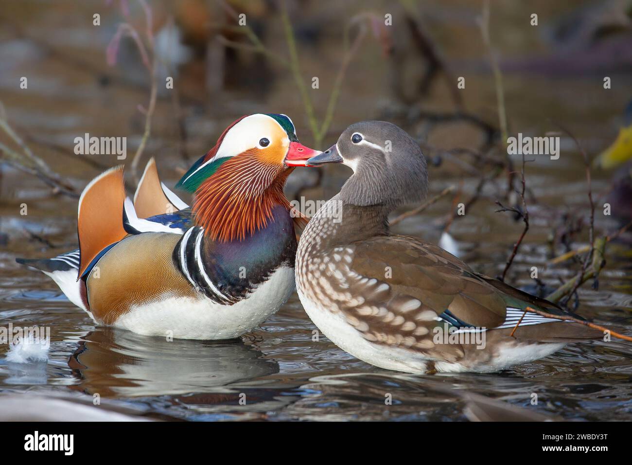 Kidderminster, UK. 10th January, 2024. UK weather: A pair of brightly coloured wild mandarin ducks are beautifully lit by a brief show of sunshine at a local park, offering some welcome colour to an otherwise dull and cold winter day. Credit: Lee Hudson/Alamy Live News Stock Photo