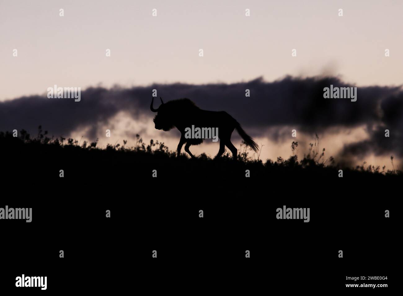 South africa safari sunset animal hi-res stock photography and images ...