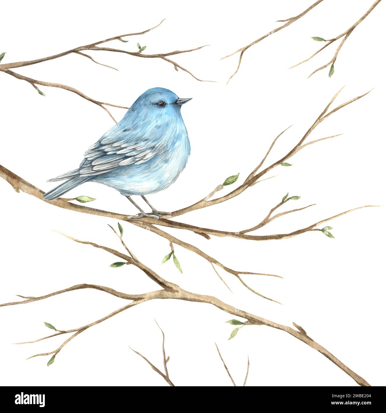 Watercolor bluebird on branches in spring. The illustration is hand drawn on an isolated background. Drawing for greeting cards, invitations, posters, Stock Photo