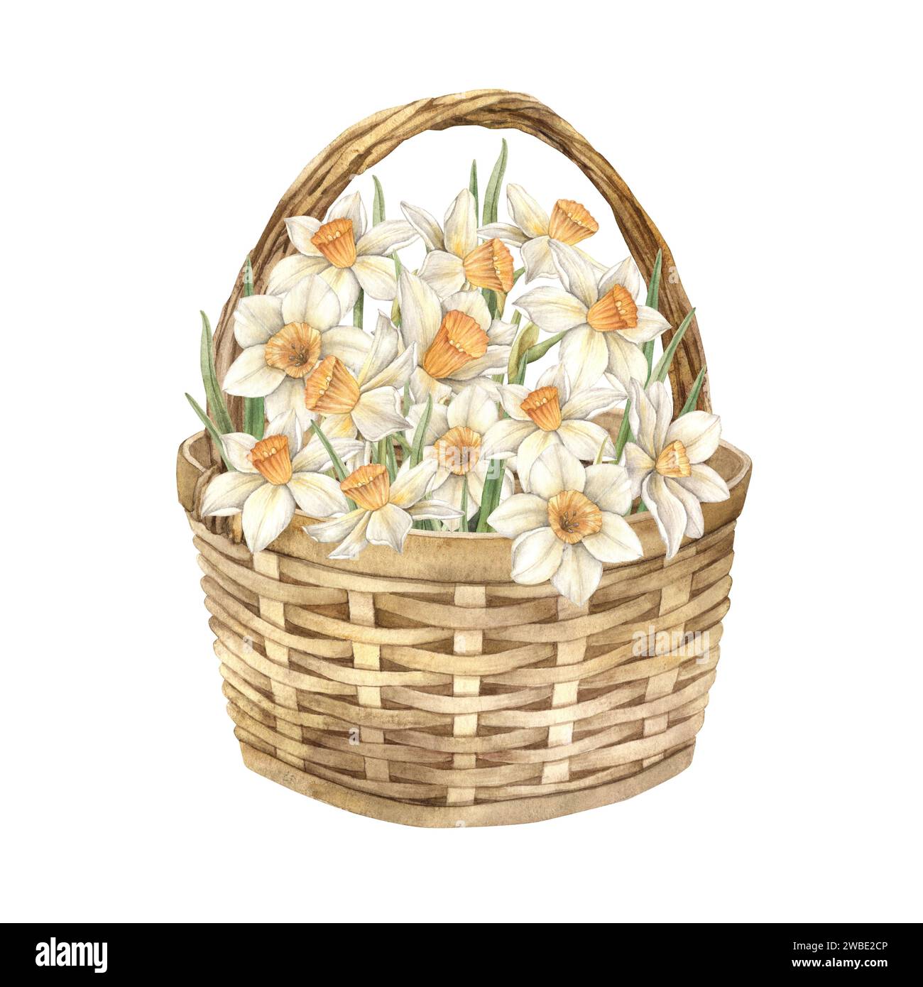 Watercolor illustration of a wicker basket with white daffodils ...