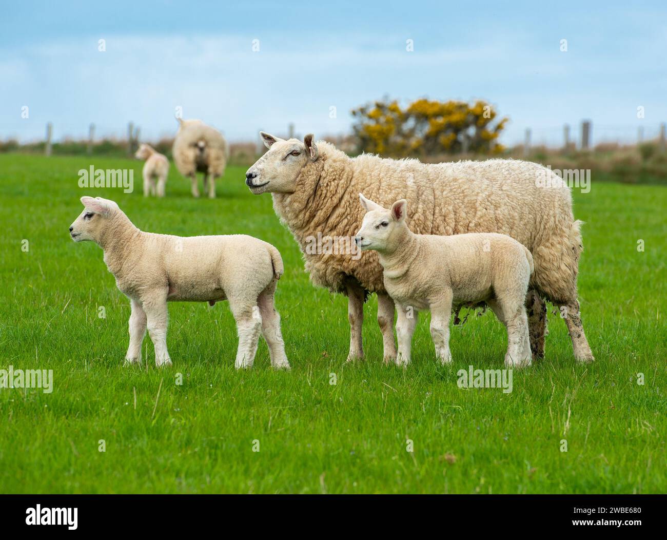 Commercial Welsh Mule with cross-bred lambs, Shropshire, UK Stock Photo