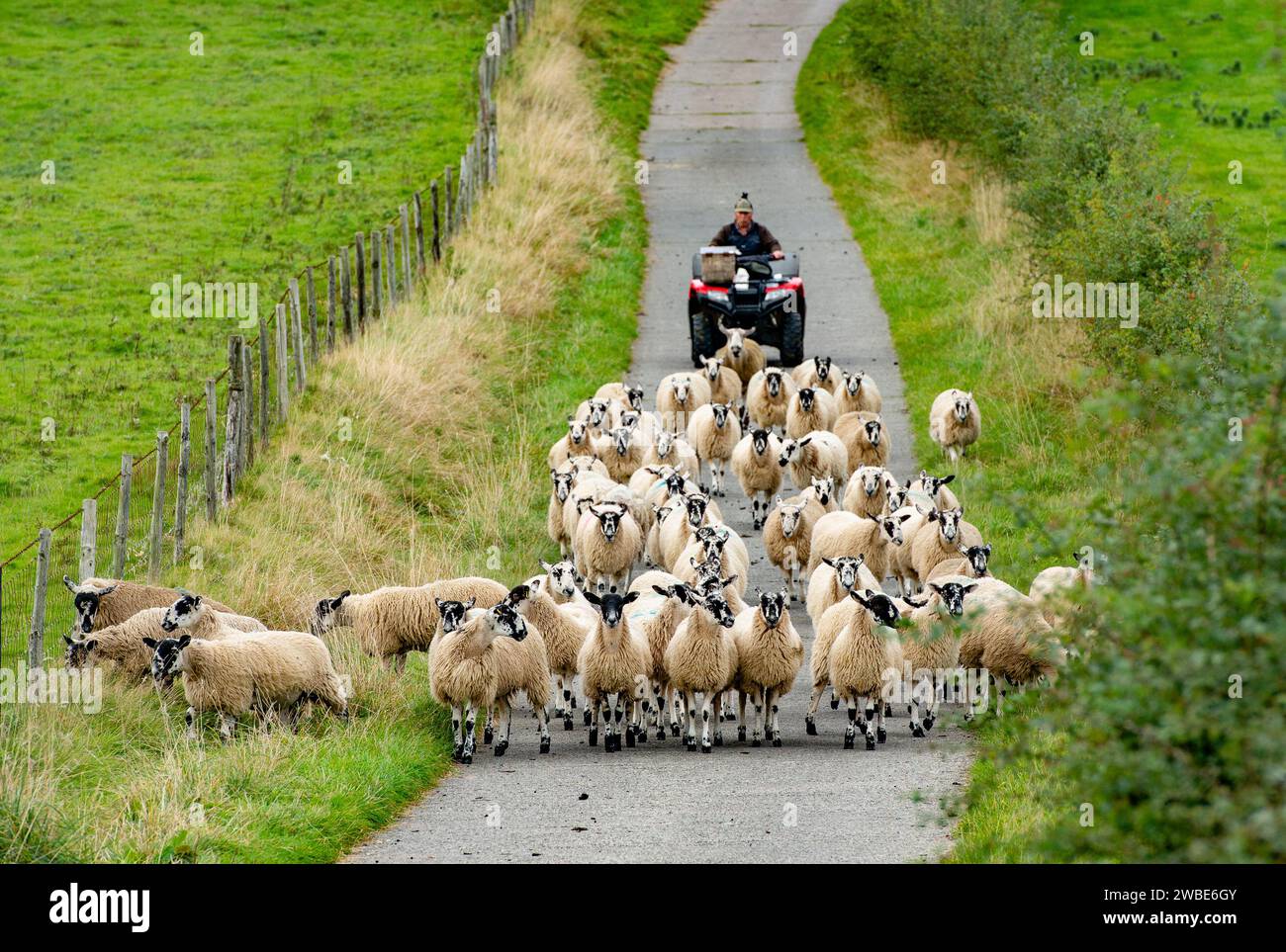 Moving Mule sheep down a farm lane, Chipping, Preston, Lancashire, UK Stock Photo