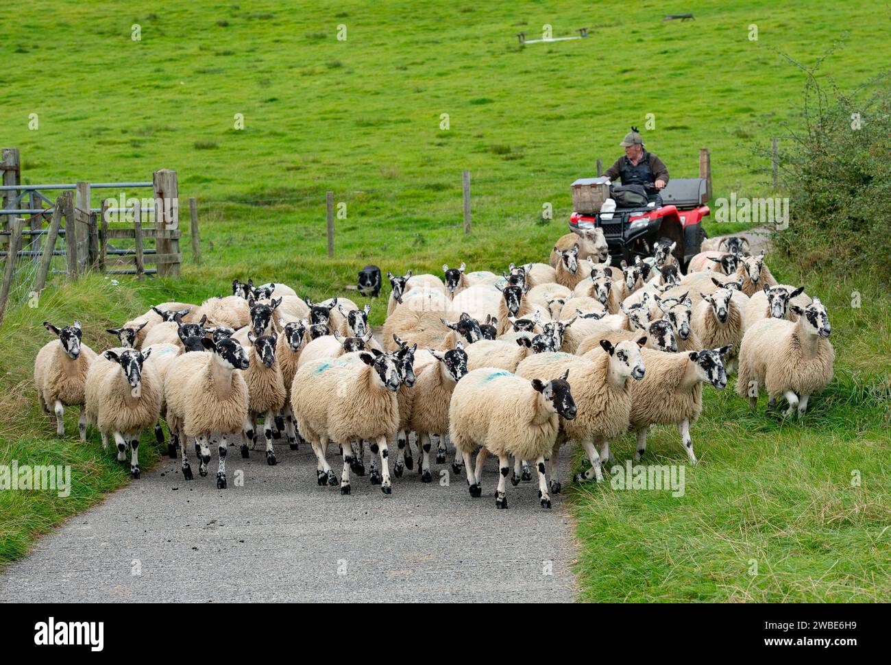 Moving Mule sheep down a farm lane, Chipping, Preston, Lancashire, UK Stock Photo