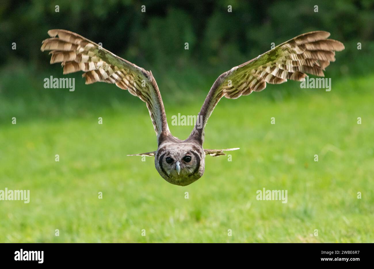 Verreaux's Eagle Owl flying, Muncaster Castle, Ravenglass, Cumbria, UK Stock Photo