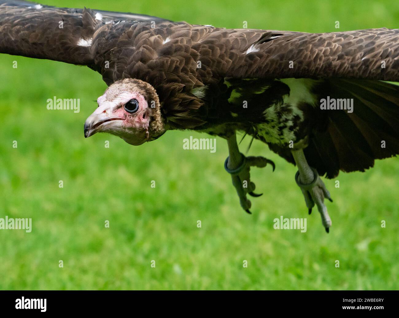 A Hooded Vulture flying, Muncaster Castle, Ravenglass, Cumbria, UK Stock Photo