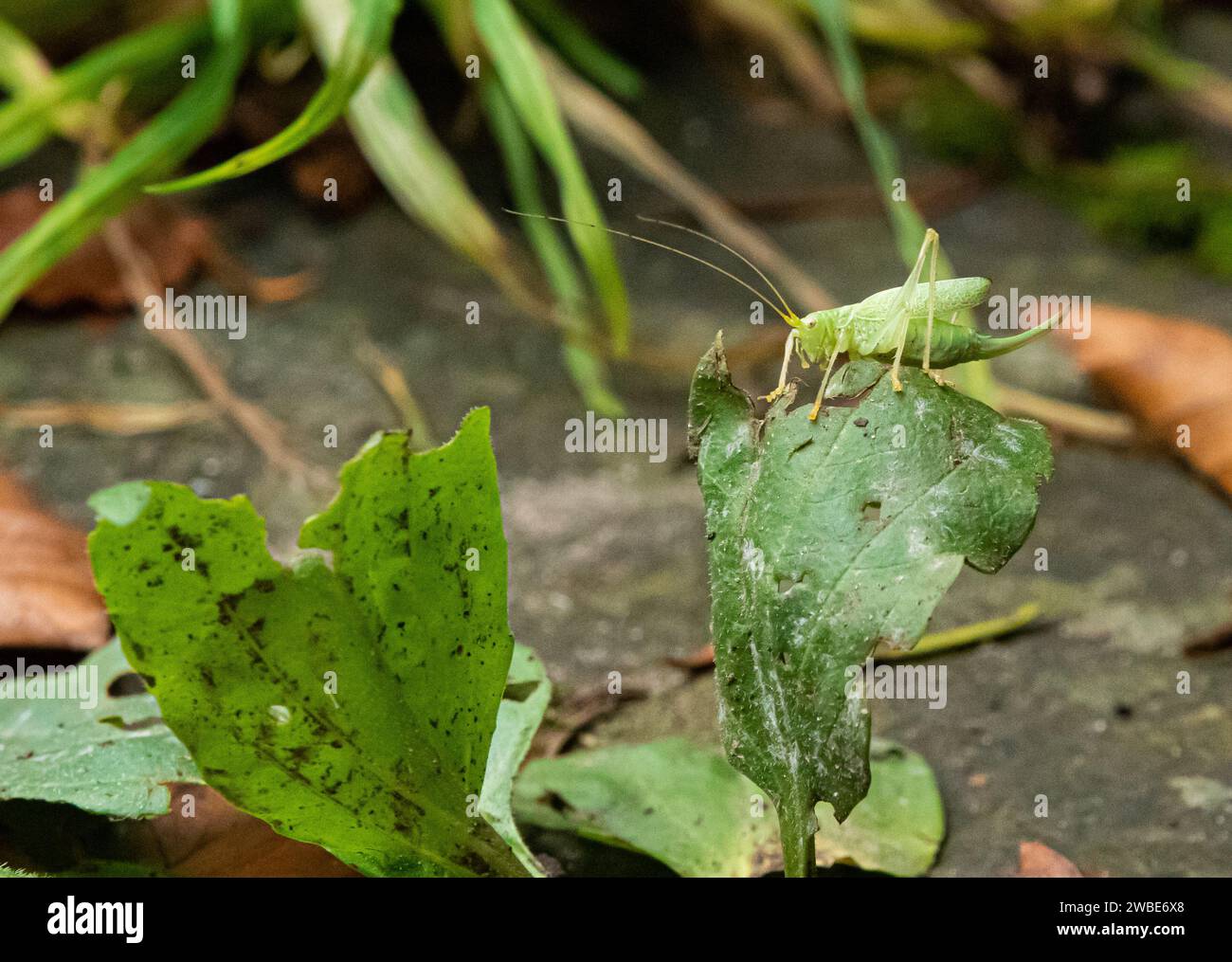 Oak Bush-cricket in a garden, Preston, Lancashire, UK. A resident of ancient woodlands, hedgerows, parklands and gardens, the Oak Bush-cricket can be Stock Photo