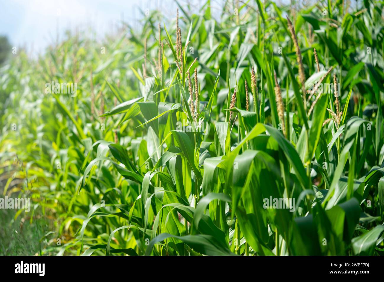 Maize field farmland plant hi-res stock photography and images - Alamy
